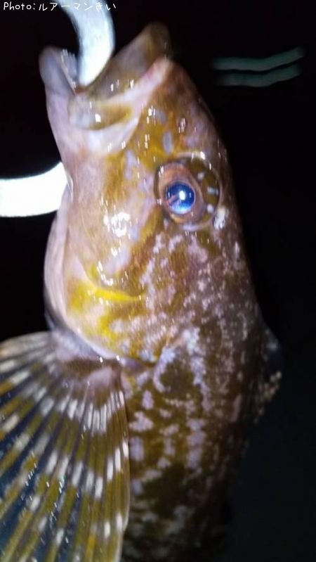 �����ʥ�