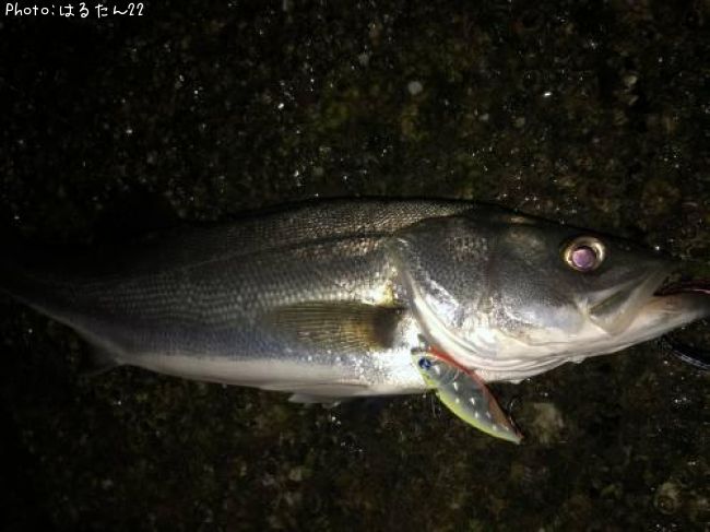 �����Х�