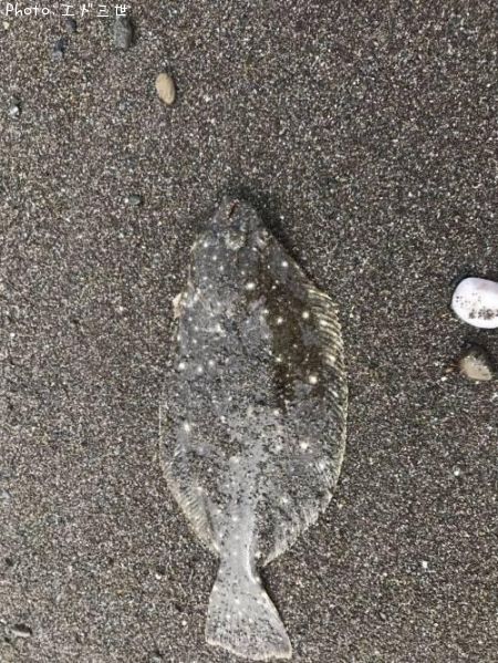 �����å�