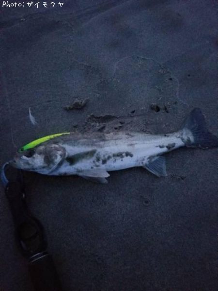 �����Х�