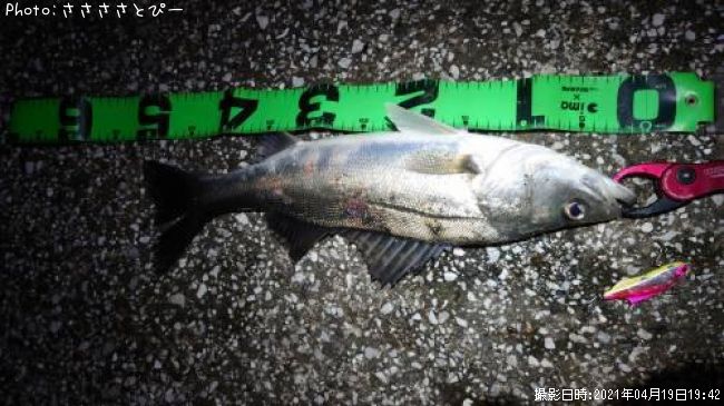 �����Х�����������