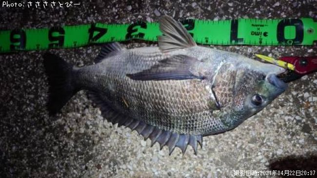 �������������󥴥����֥�