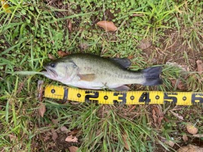 �֥�å��Х�