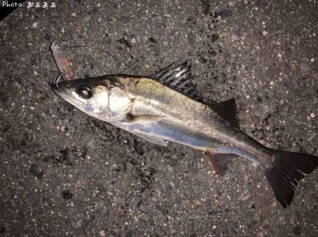 �����Х�