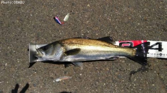 �����Х�