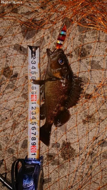 ������Х�