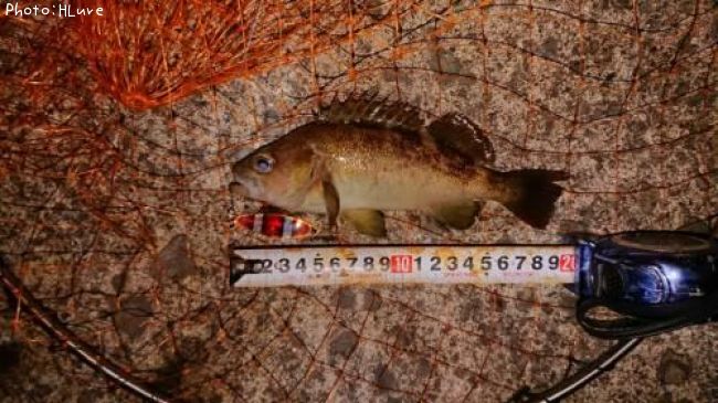 ������Х�