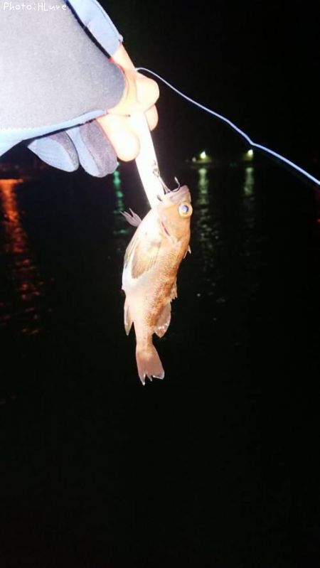 ������Х�