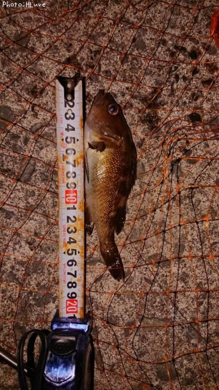 ������Х�