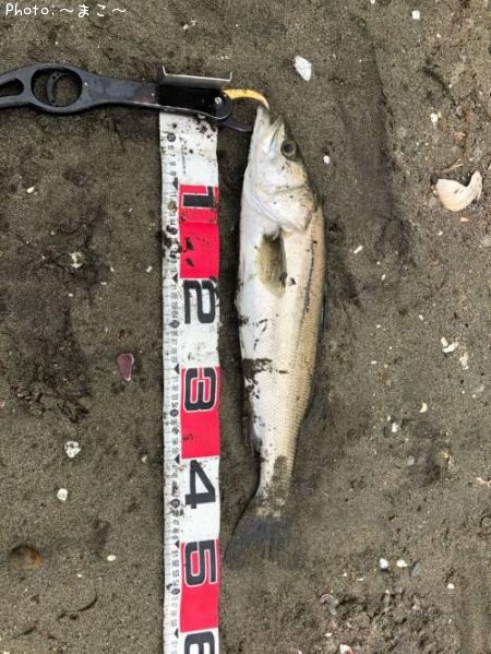 �����ե����Х�