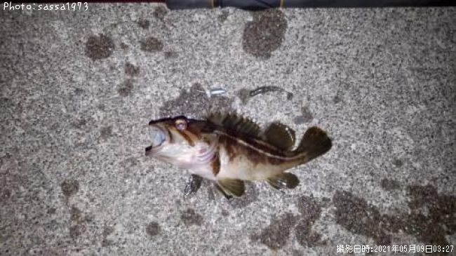 ���ޥ���