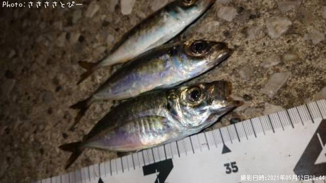 ��������Х�