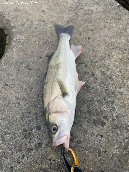 �����Х�