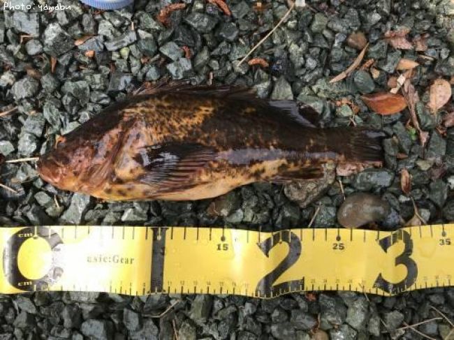 �����Υ���Х�