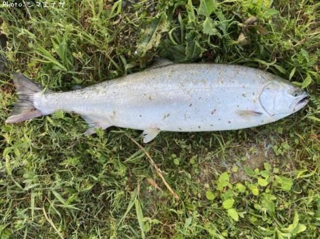 ������ޥ�