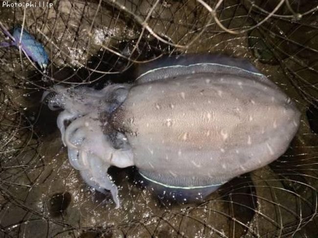 ��󥴥�����