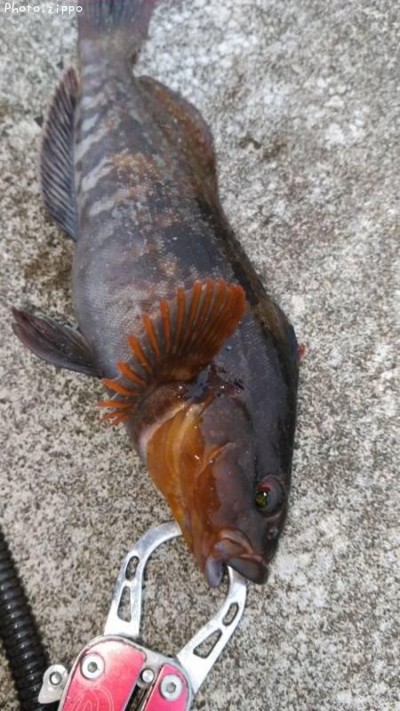 �����ʥ�