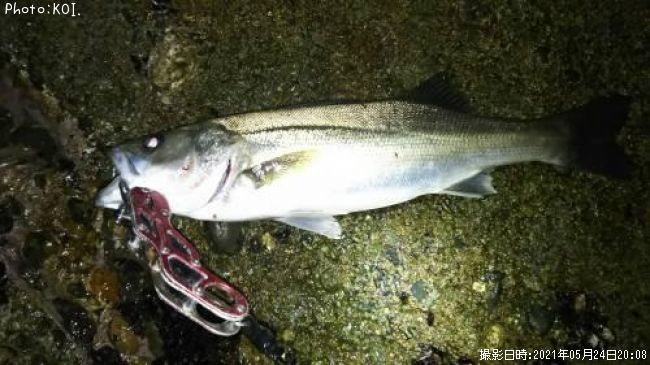 �����Х�