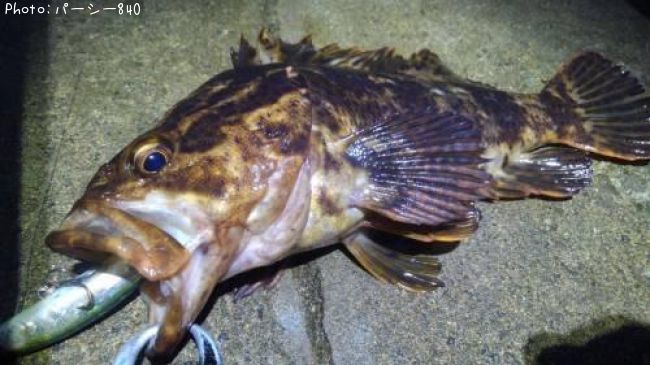 �����Υ���Х�