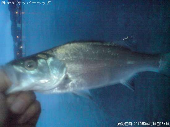 �ҥ饻����