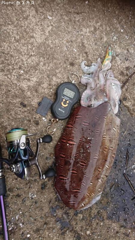 ���ߥʥꥤ��