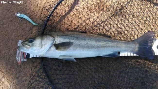 �����Х�