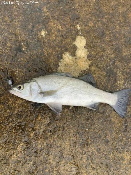 �ҥ饹����