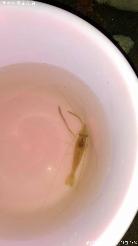 �ƥʥ�����