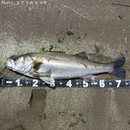 �����Х�