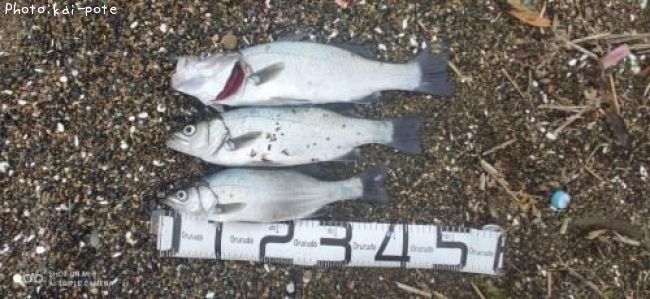 �����Х�