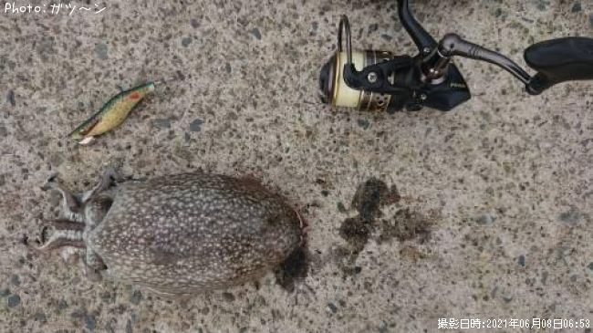 ����䥱����