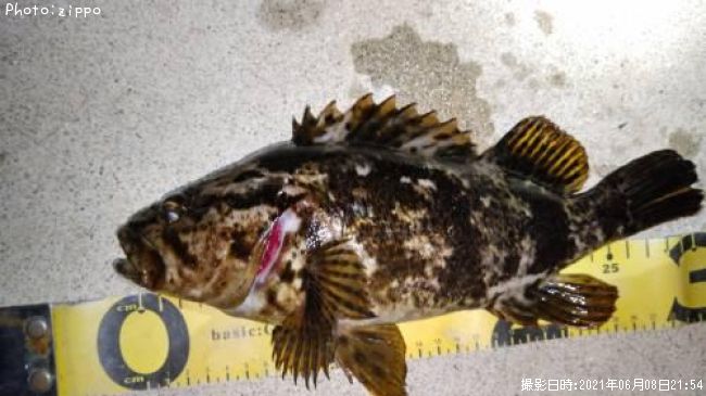 �����Υ���Х�