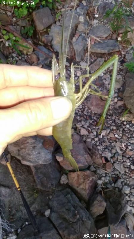 �ƥʥ�����