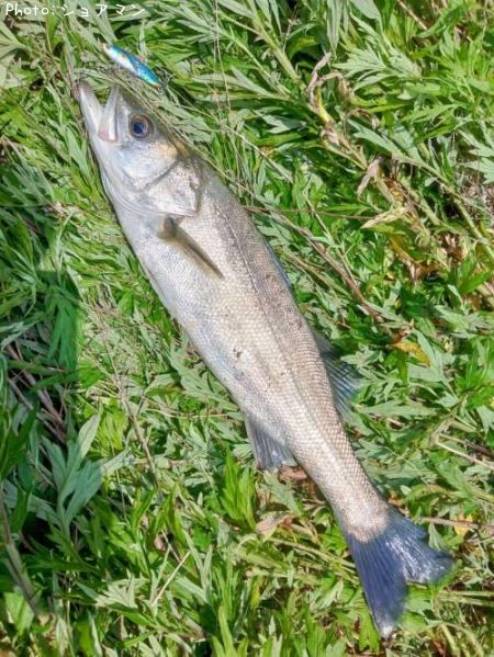 �����Х�