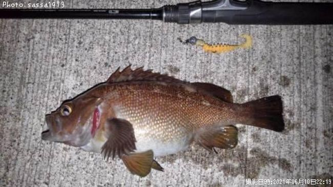 ������Х�