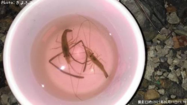 �ƥʥ�����