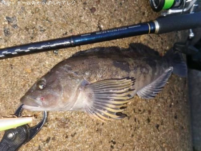 �����ʥ�