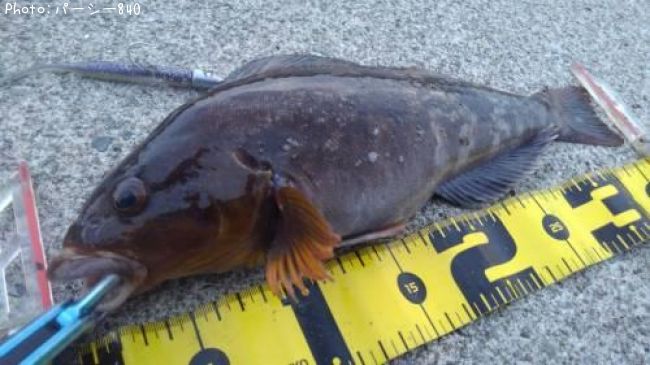 �����ʥ�