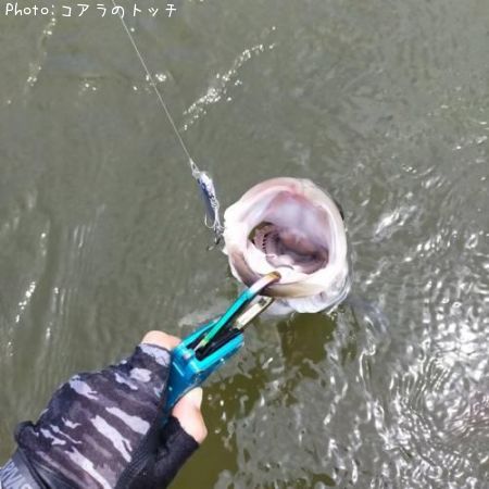 �����Х�