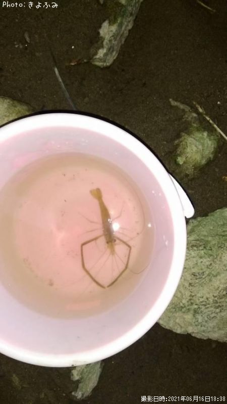 �ƥʥ�����