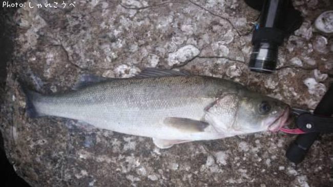 �����Х�