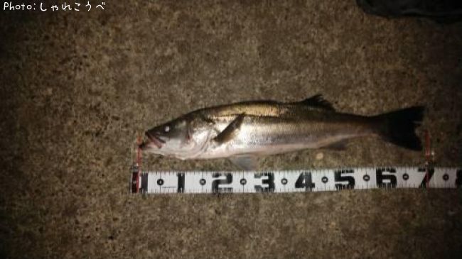 �����Х�