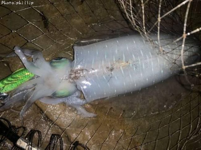 �����ꥤ��