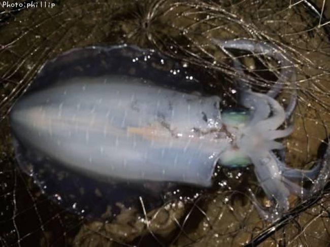 �����ꥤ��