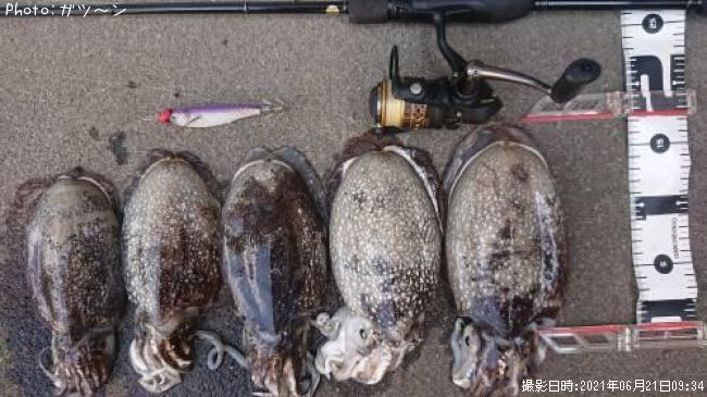 ����䥱����