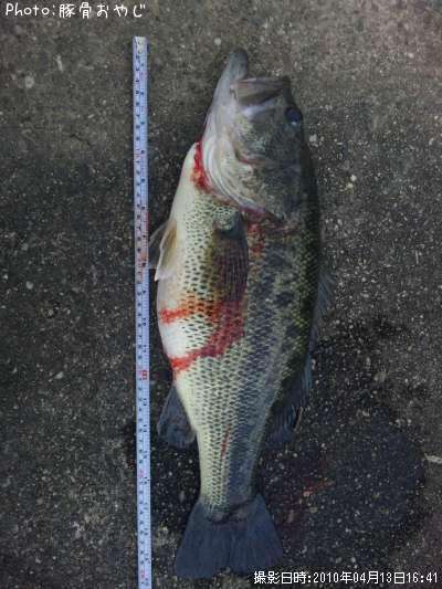 �֥�å��Х�