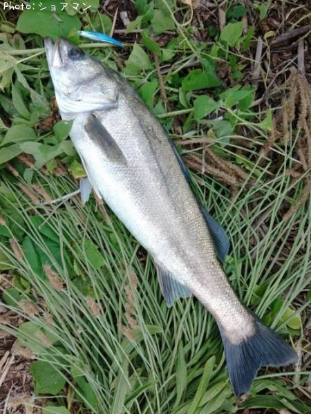 �����Х�