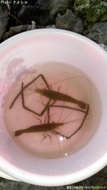 �ƥʥ�����