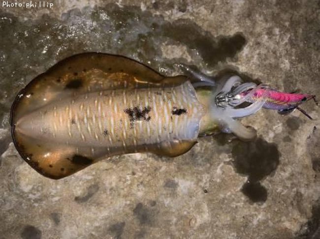 �����ꥤ��