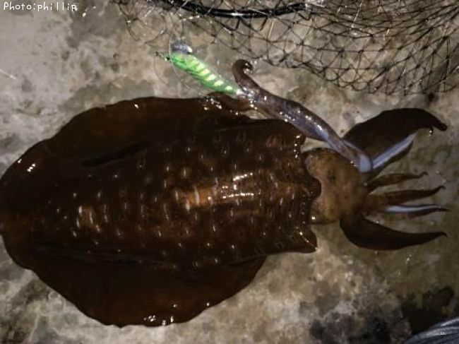 �����ꥤ��